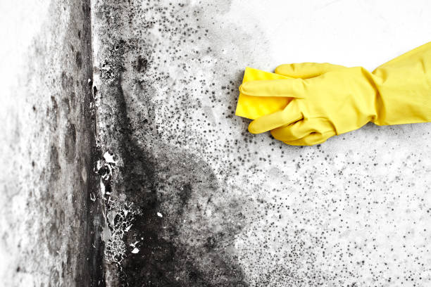 Best Residential Mold Remediation in Carlisle Rockledge, AL