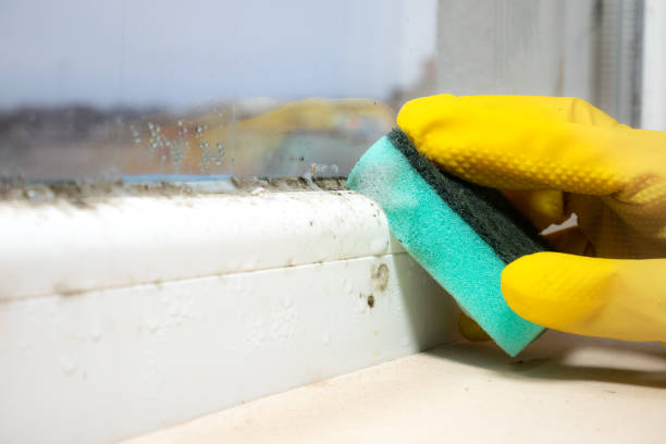 Best Insurance-Related Mold Remediation in Carlisle Rockledge, AL
